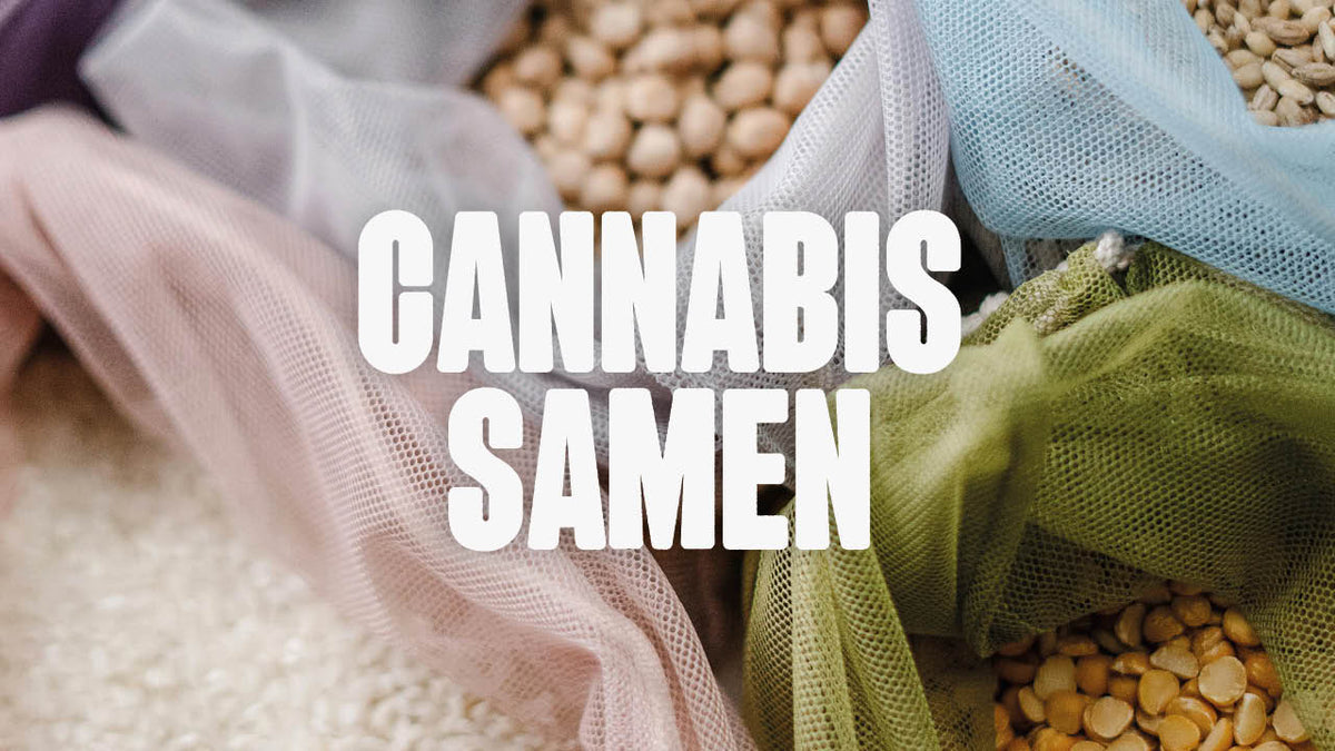 Cannabis Samen: Das musst du alles wissen - Happy420.de