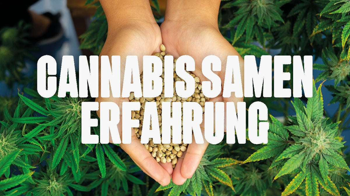 Cannabis Samen Erfahrungen – Der große Vergleich für 2025 - Happy420.de