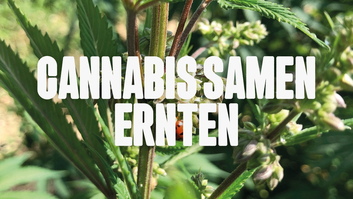 Cannabis Samen ernten: So klappt's mit der eigenen Zucht - Happy420.de