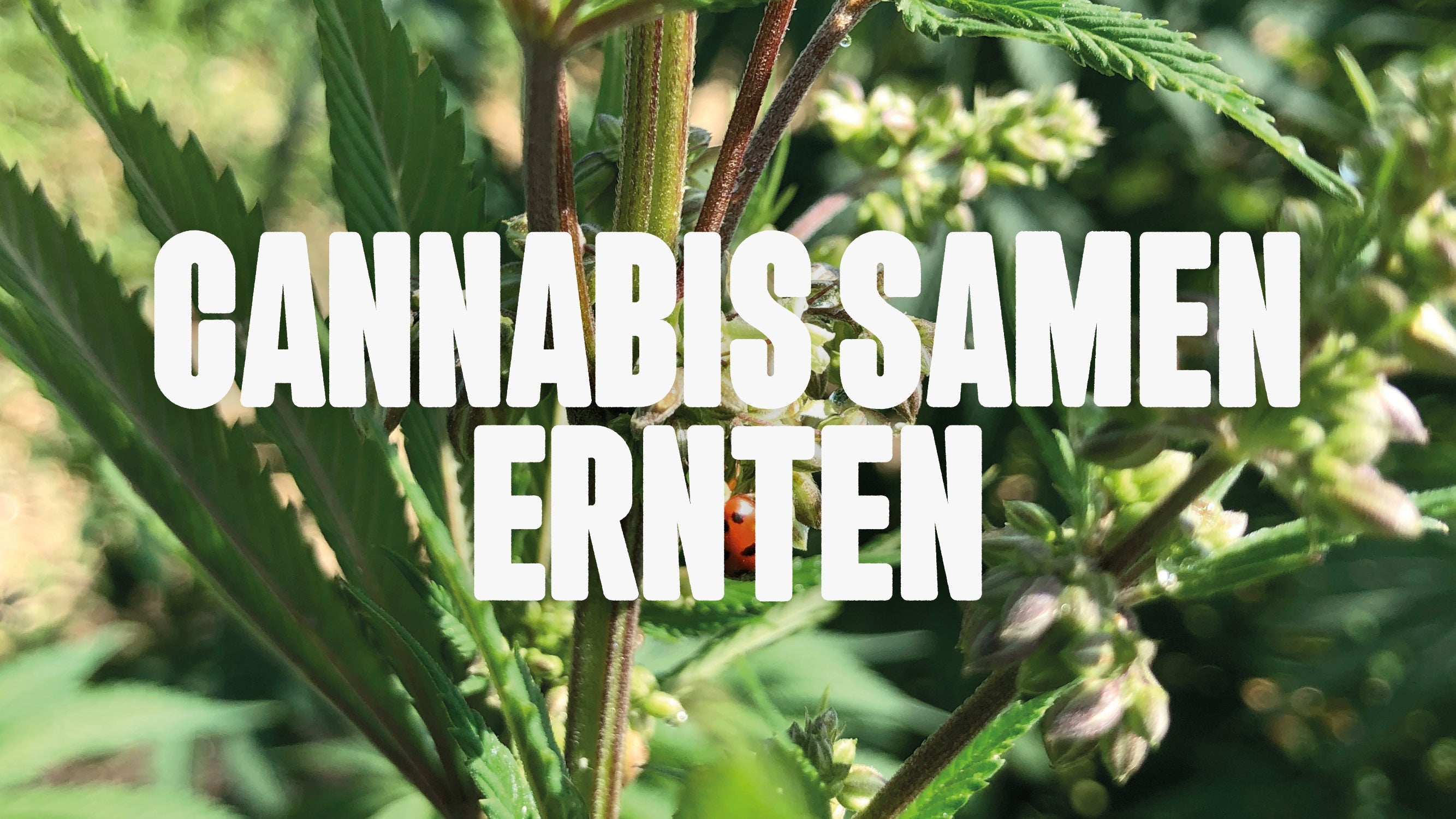 Cannabis Samen ernten