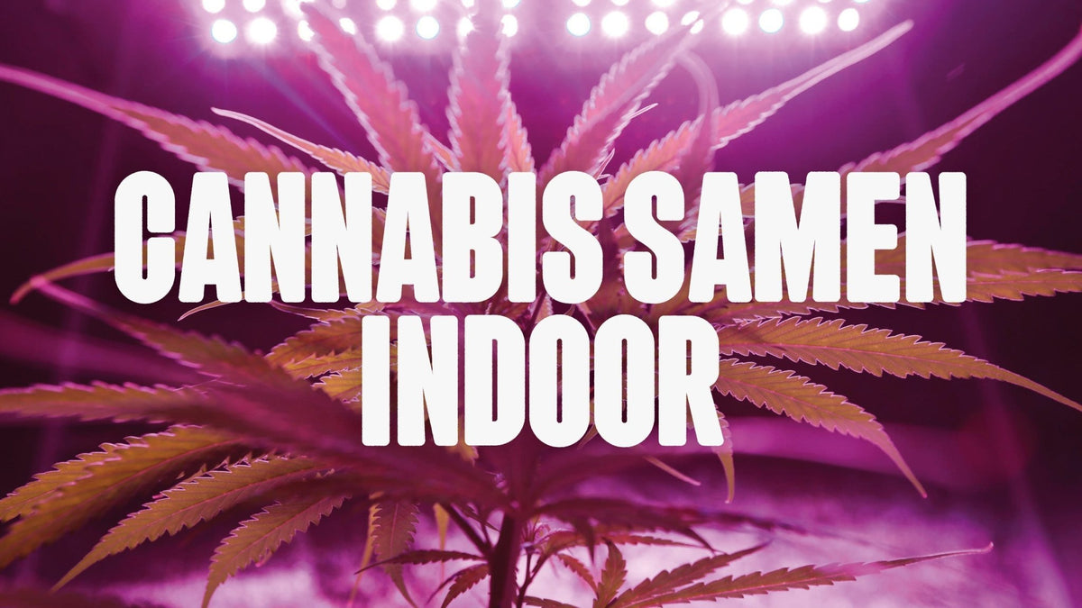 Cannabis Samen Indoor – Dein Guide für maximale Erträge im Grow-Zelt - Happy420.de