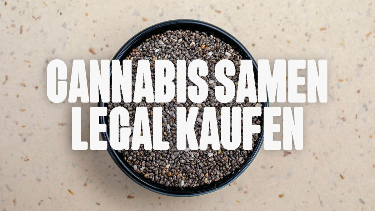 Cannabis Samen legal kaufen in Deutschland - Das musst du wissen - Happy420.de