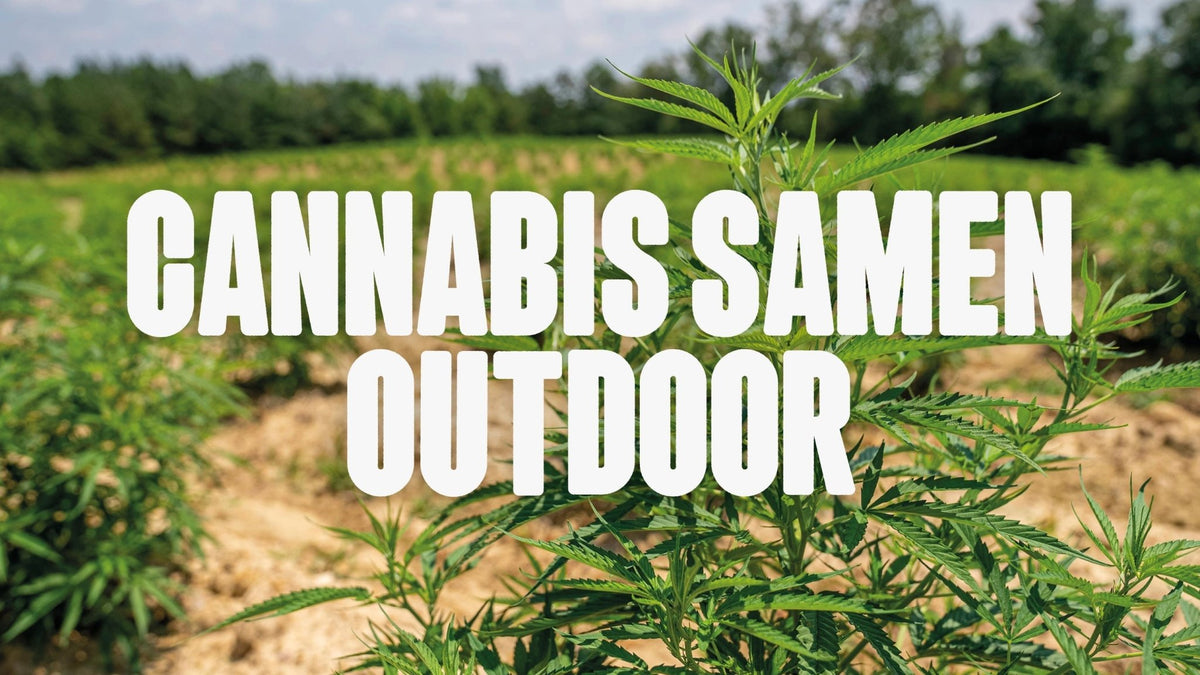 Cannabis Samen Outdoor – Dein Grow-Guide für draußen - Happy420.de