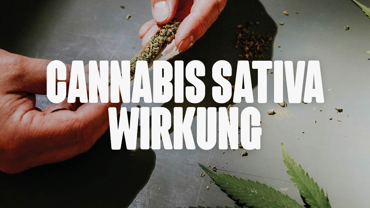 Cannabis Sativa: Alles über die Wirkung und Anwendung - Happy420.de