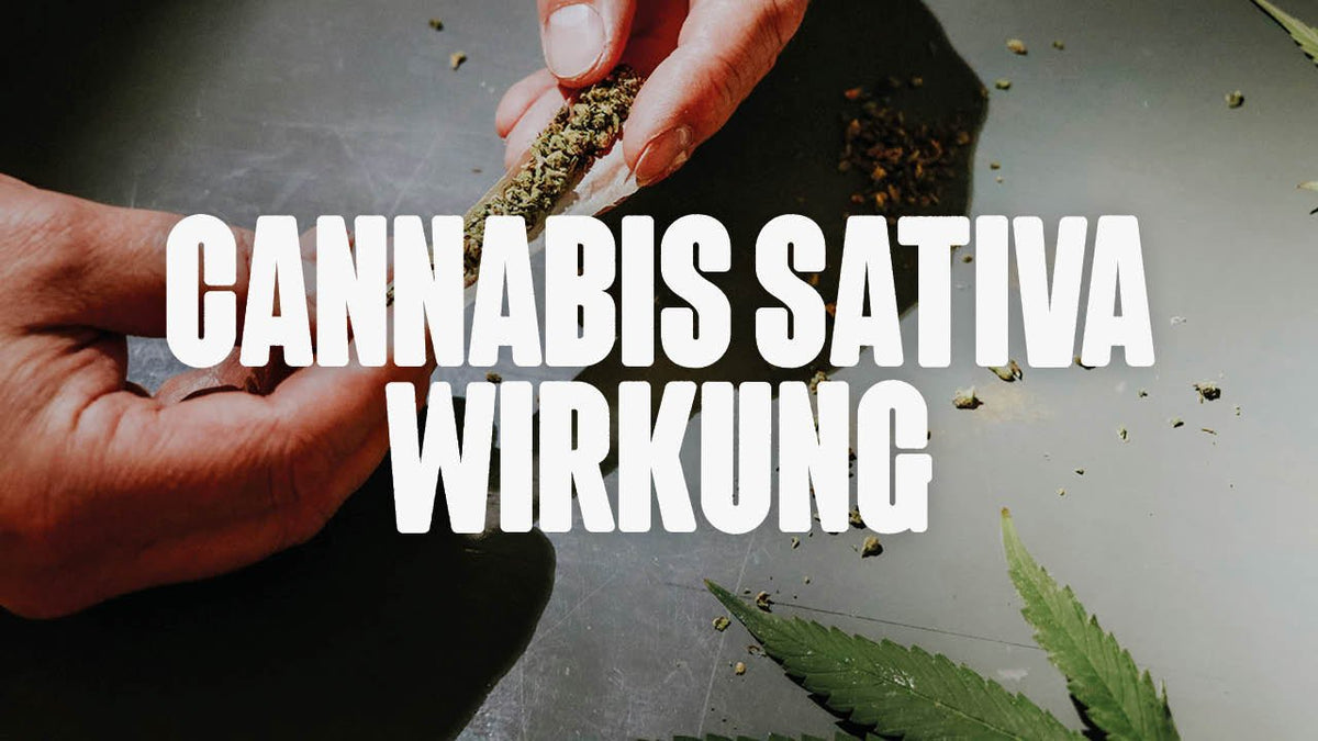 Cannabis Sativa: Alles über die Wirkung und Anwendung - Happy420.de