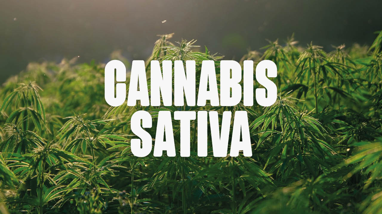 Cannabis Sativa