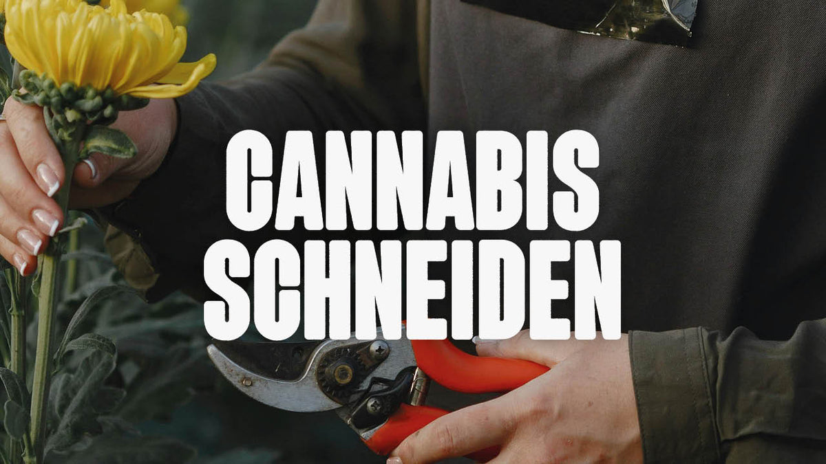 Cannabis schneiden: Ein ultimativer Guide für Anfänger - Happy420.de