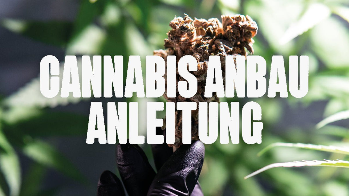 Cannabis selber anbauen – Die perfekte Anleitung für Anfänger - Happy420.de