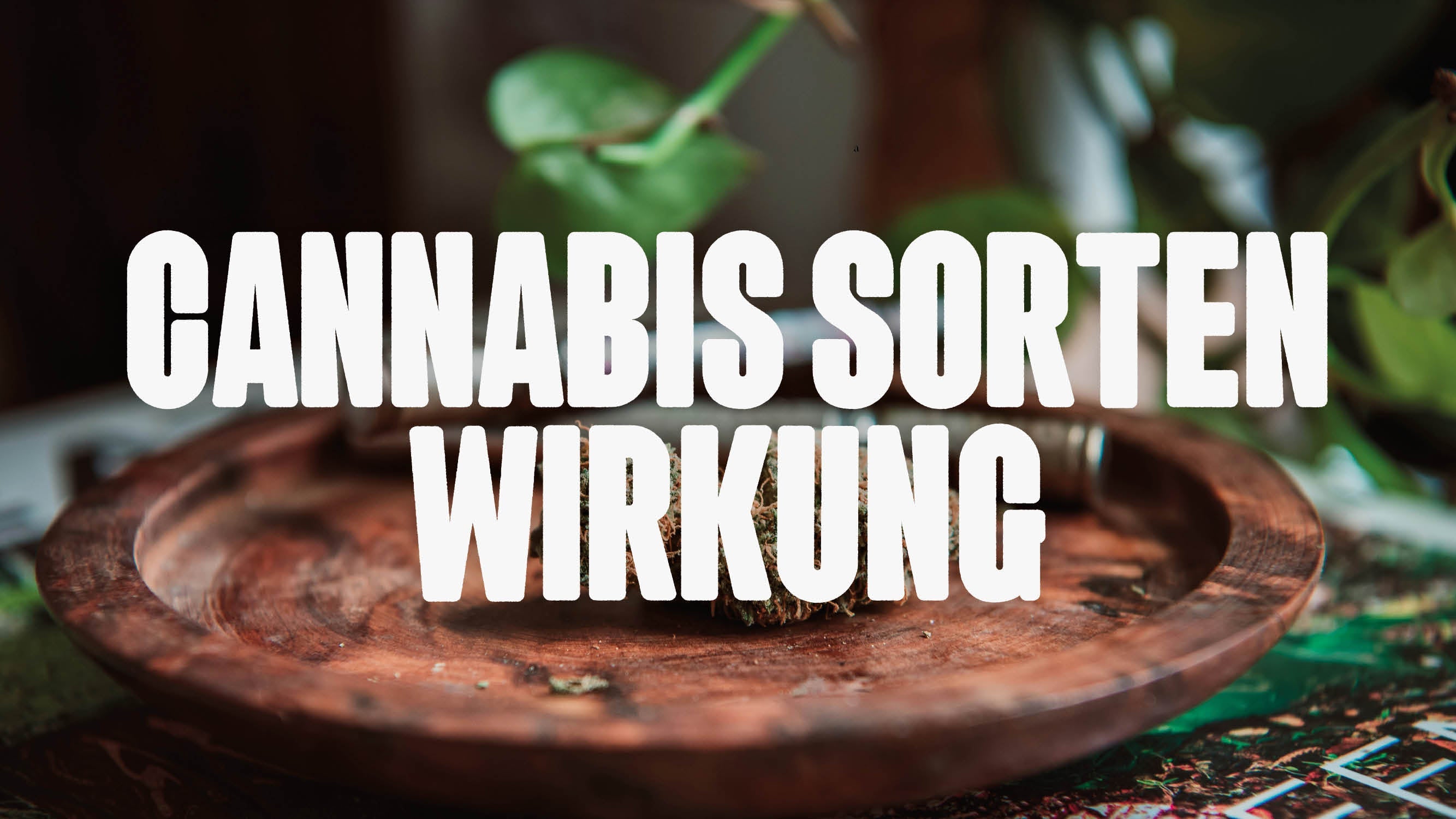Cannabis Sorten