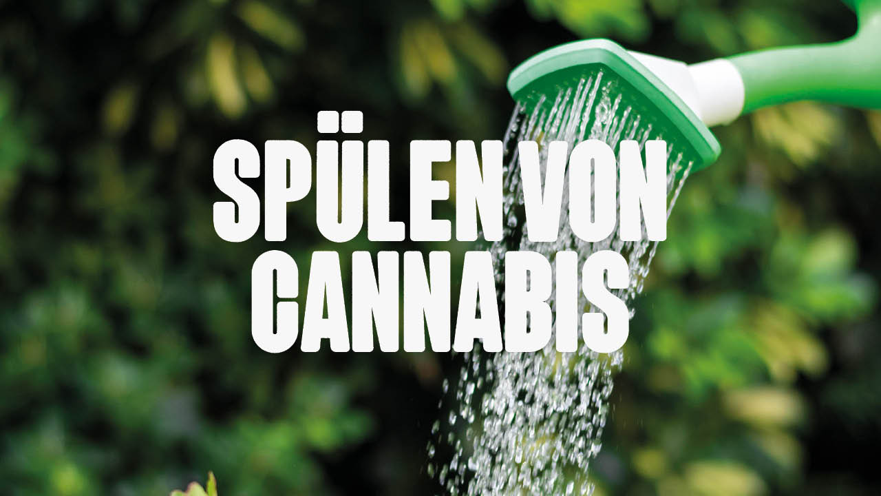 Cannabis spülen - darauf solltest du nicht verzichten - Happy420.de