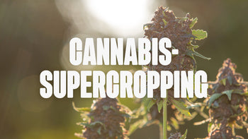 Cannabis Supercropping