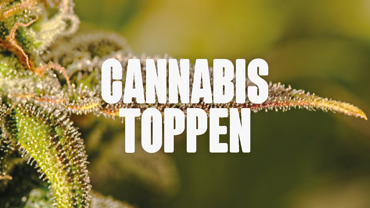 Cannabis toppen Anleitung - Steigere Wachstum und Ertrag - Happy420.de