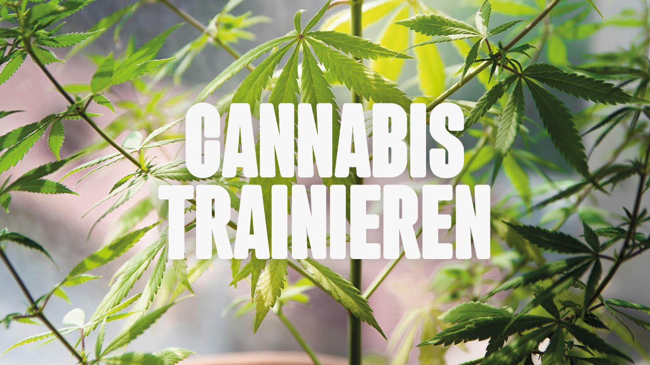 cannabis trainieren