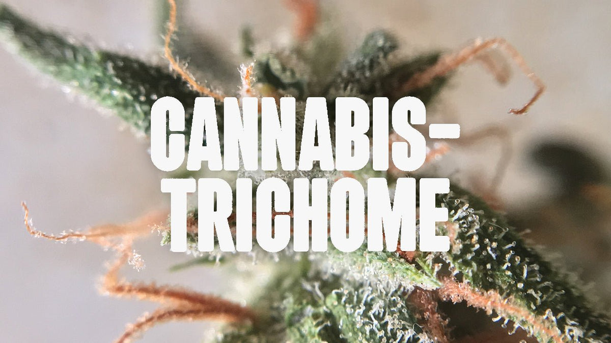 Cannabis Trichome erkennen & verstehen – dein kompletter Guide - Happy420.de