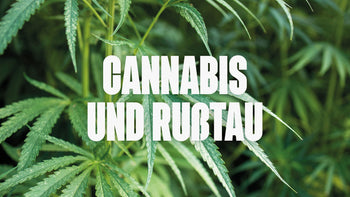 Cannabis und Rußtau