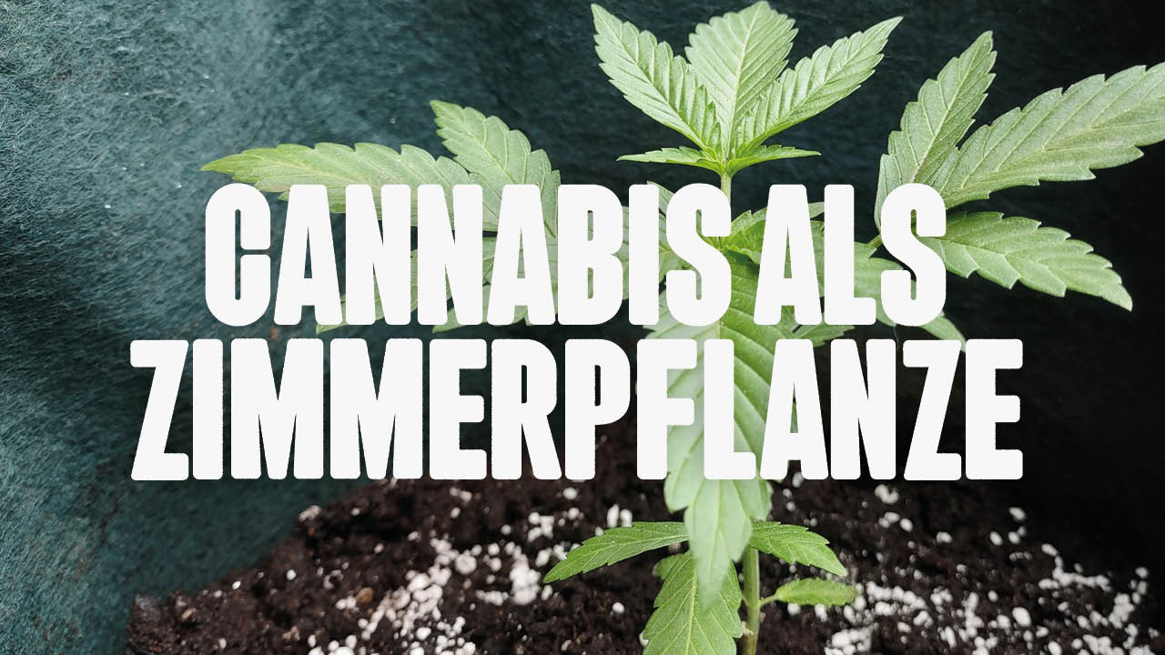 Cannabis als Zimmerpflanze
