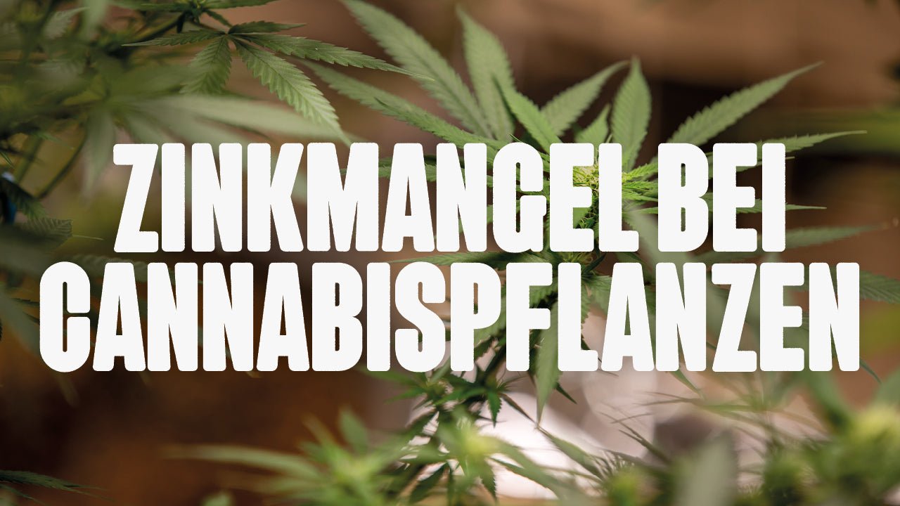 Cannabis Zinkmangel: Symptome erkennen & gezielt behandeln - Happy420.de
