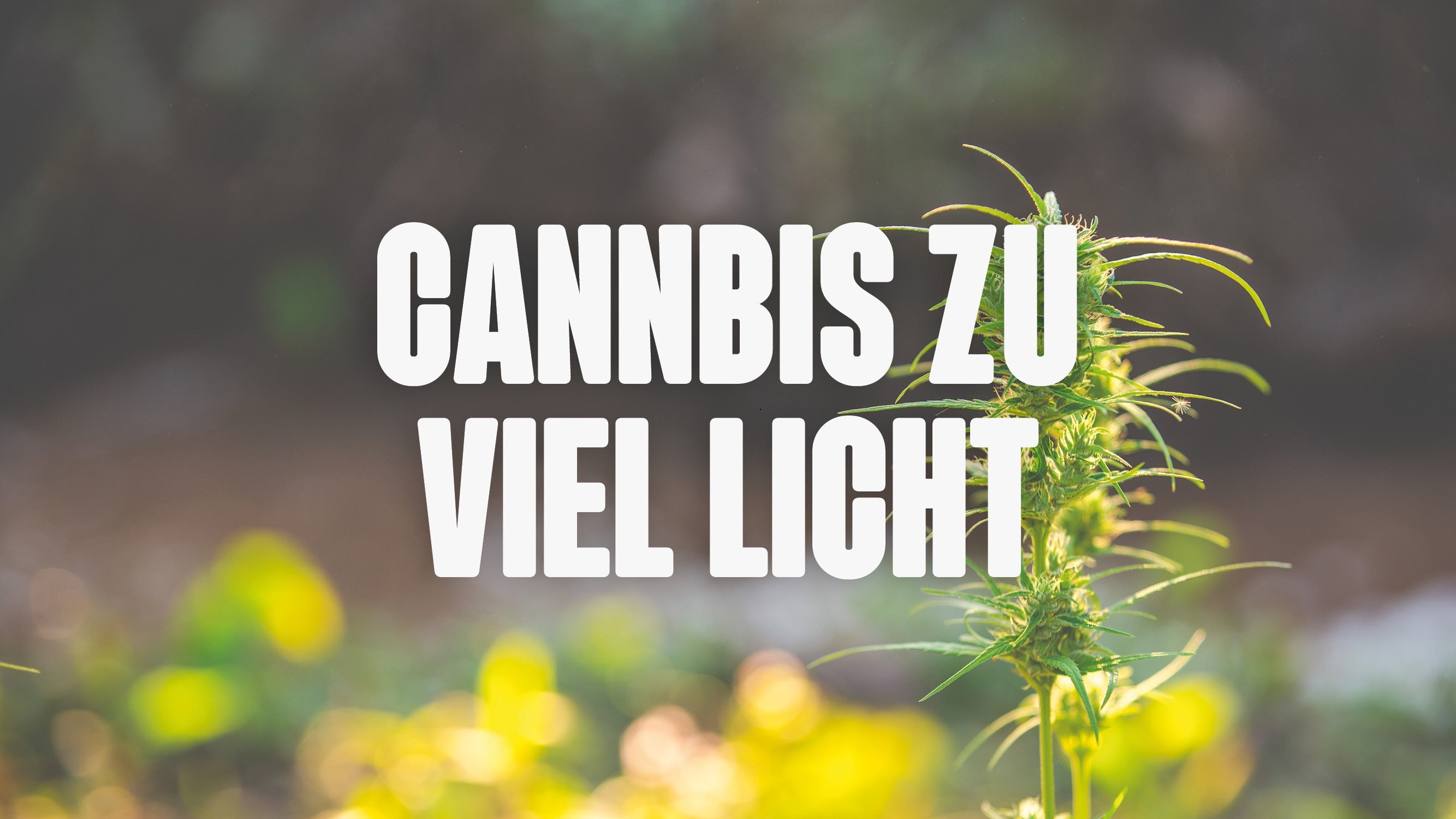 Cannabis zu viel Licht