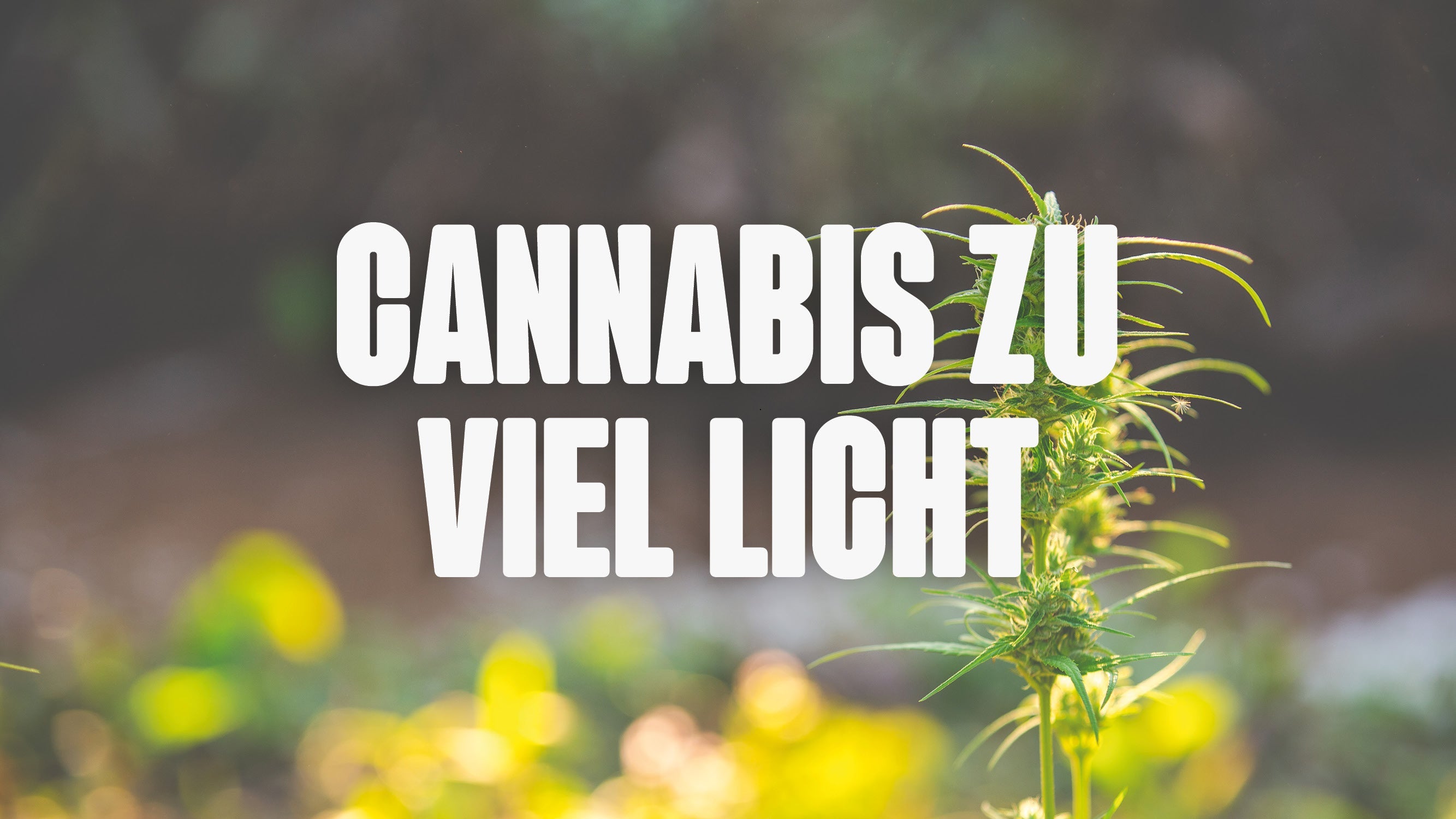 Cannabis zu viel Licht