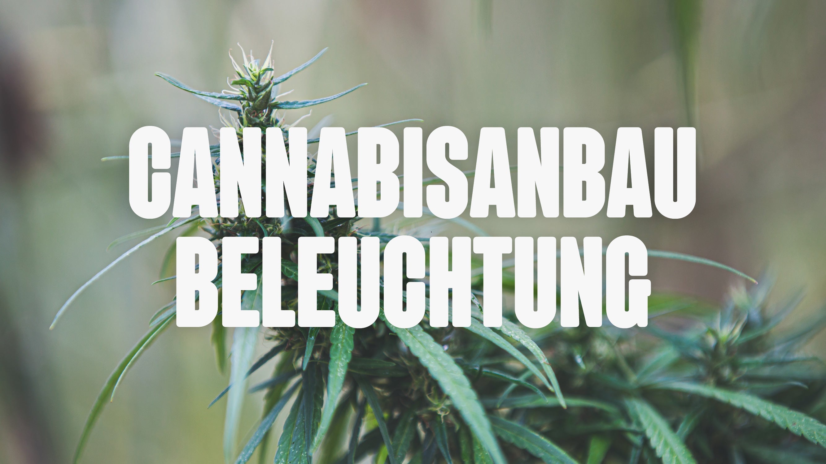 Cannabis Beleuchtung