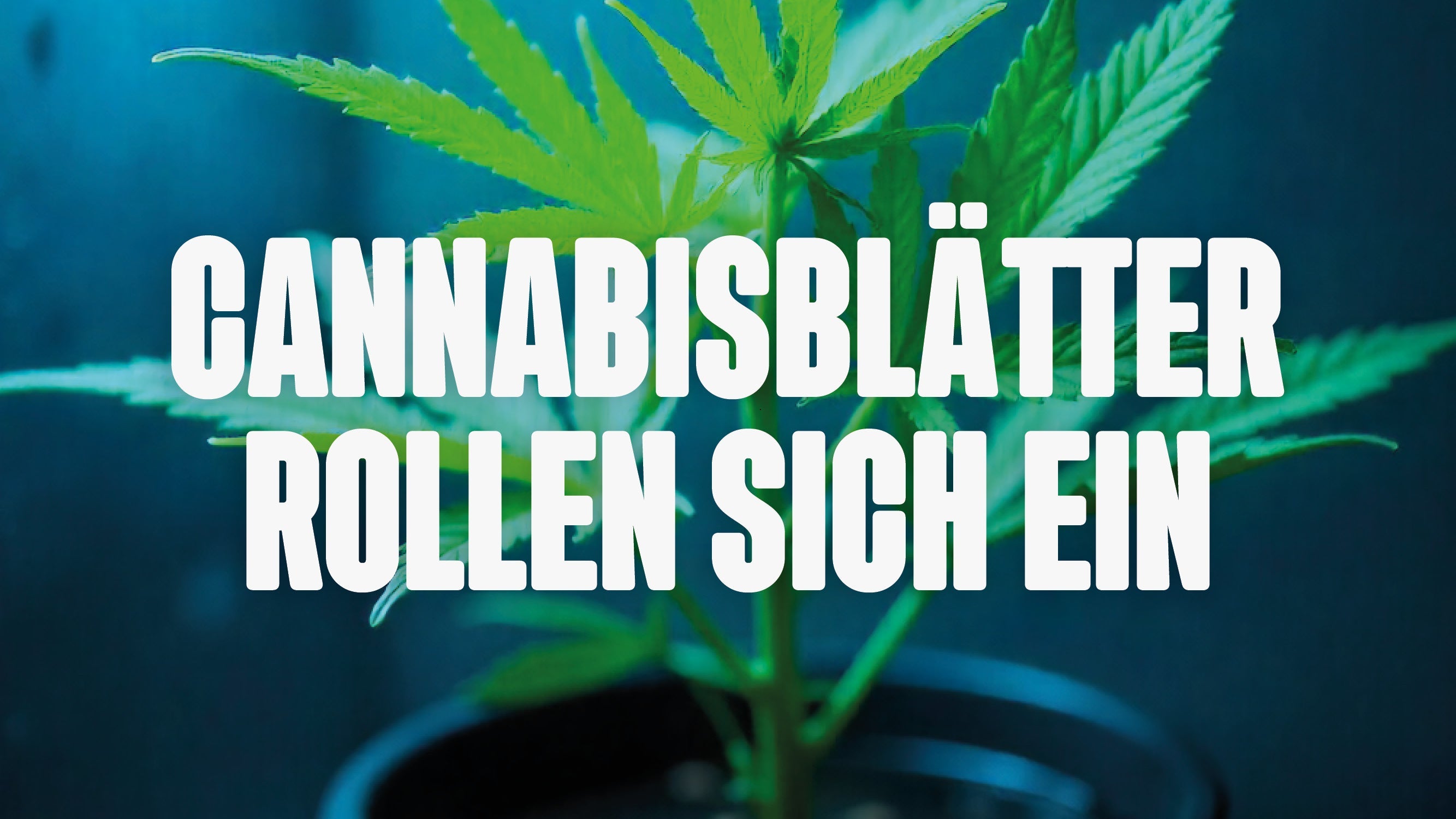 Cannabisblätter rollren sich ein