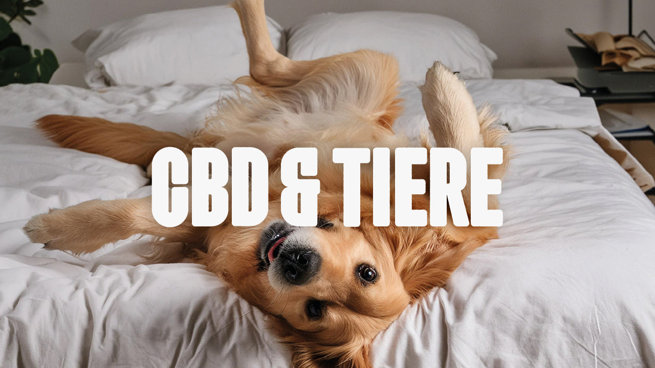 CBD für Tiere