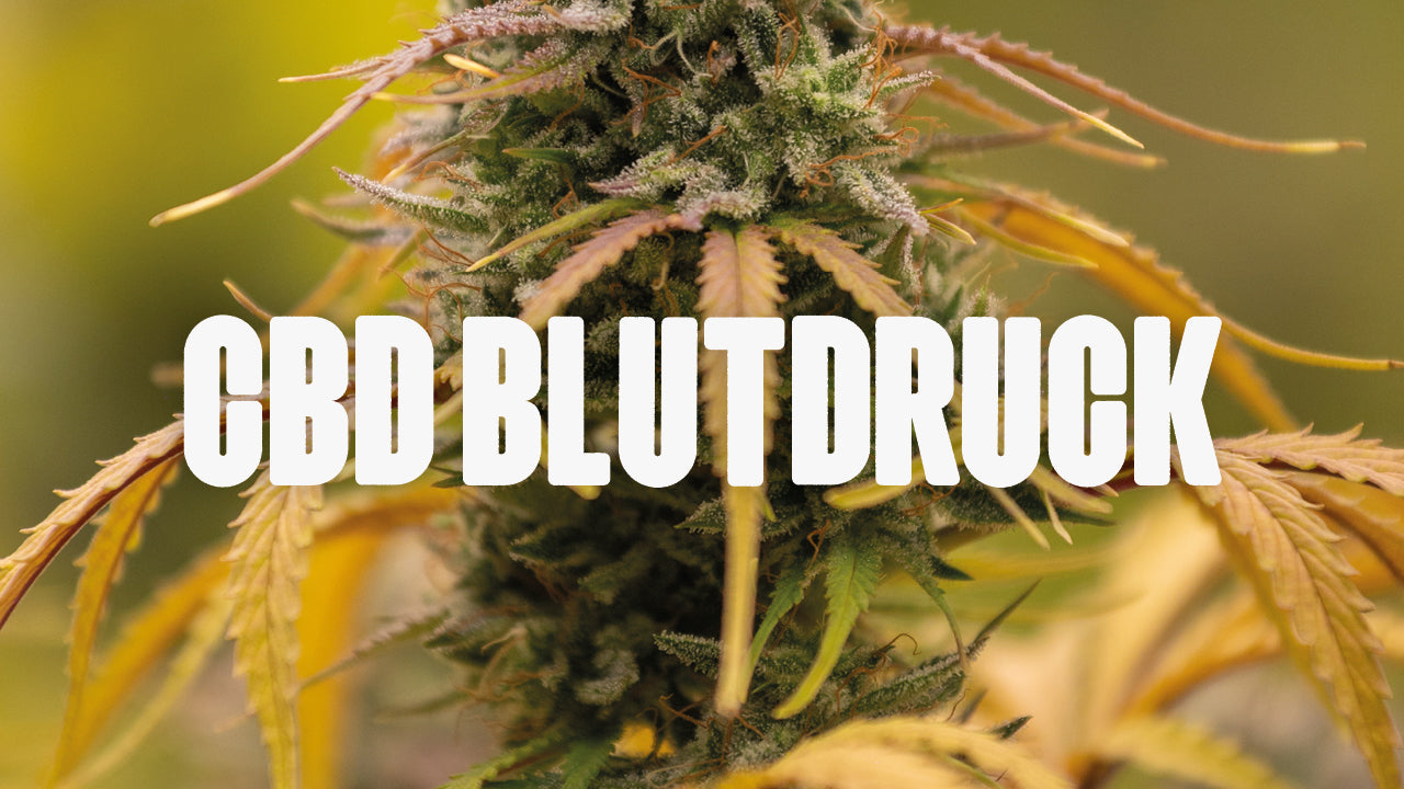 CBD Blutdruck