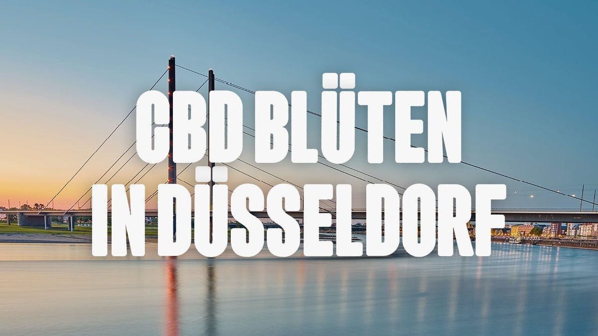 CBD in Düsseldorf | Was sind die beliebtesten Marken von CBD Blüten, die in Düsseldorf erhältlich sind? - Happy420.de
