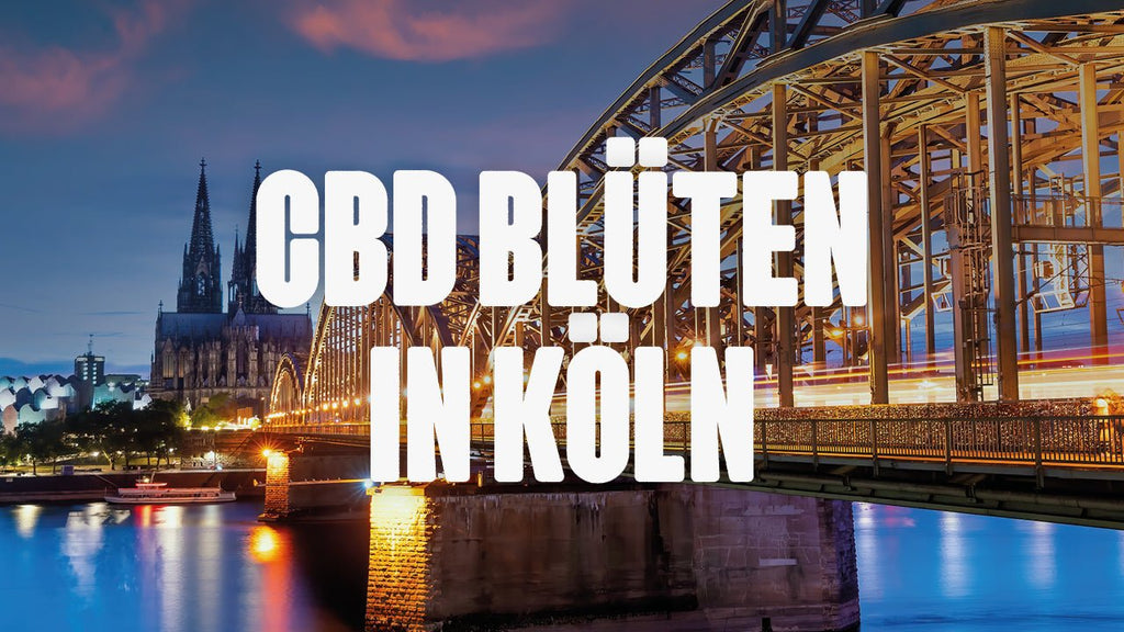 CBD in Köln | Was sind die beliebtesten Marken von CBD Blüten, die in Köln erhältlich sind? - Happy420.de