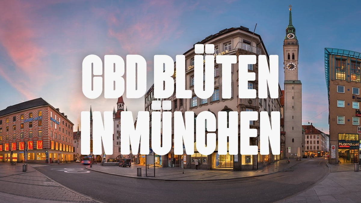 CBD in München | Was sind die beliebtesten Marken von CBD Blüten, die in München erhältlich sind? - Happy420.de