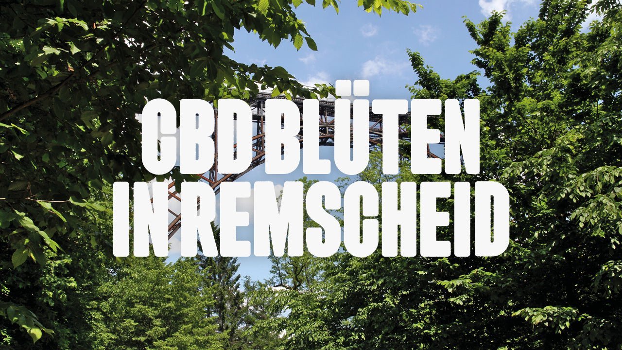 CBD in Remscheid | Was sind die beliebtesten Marken von CBD Blüten, die in Remscheid erhältlich sind? - Happy420.de