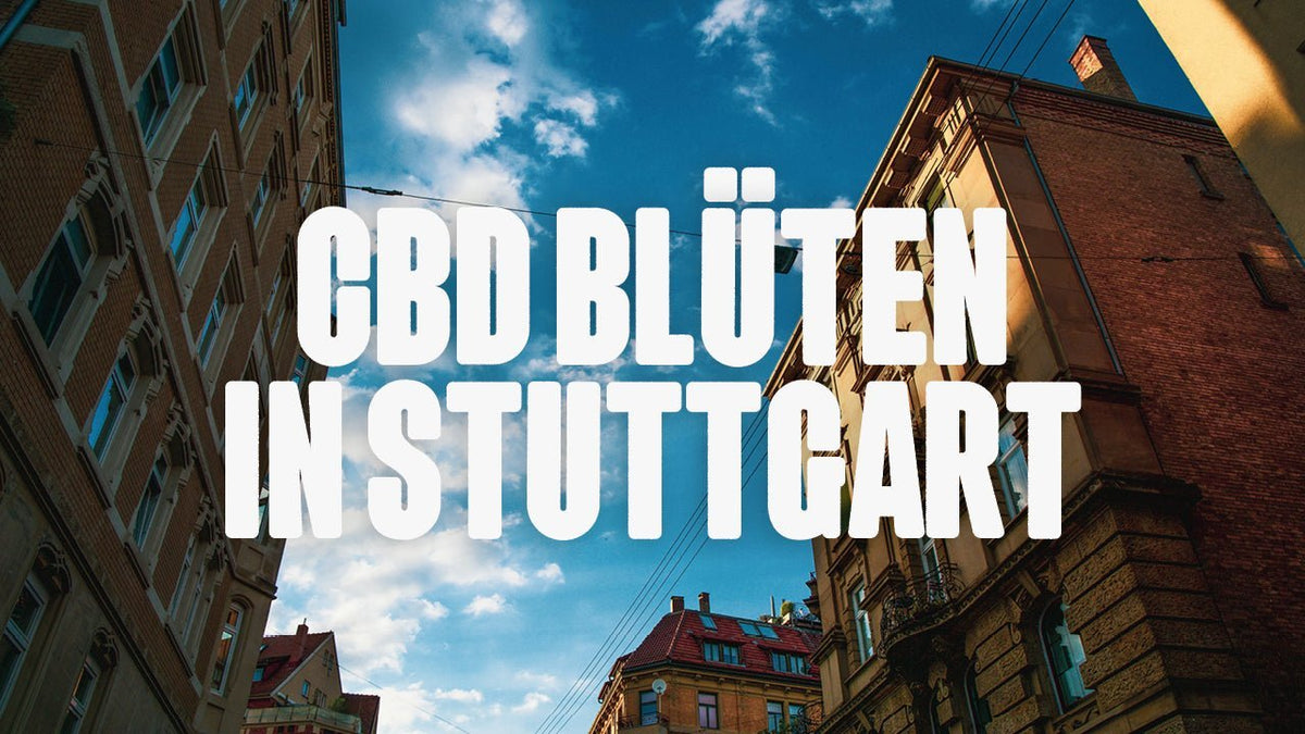 CBD in Stuttgart | Was sind die beliebtesten Marken von CBD Blüten, die in Stuttgart erhältlich sind? - Happy420.de