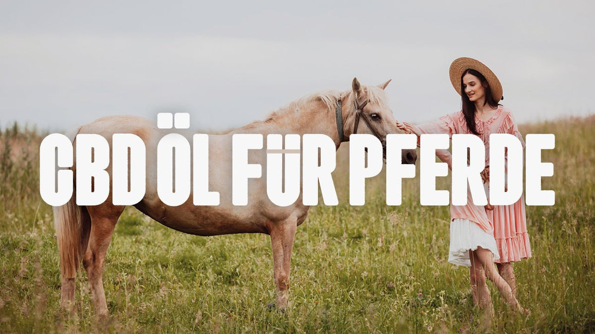 CBD Öl für Pferde - Happy420.de