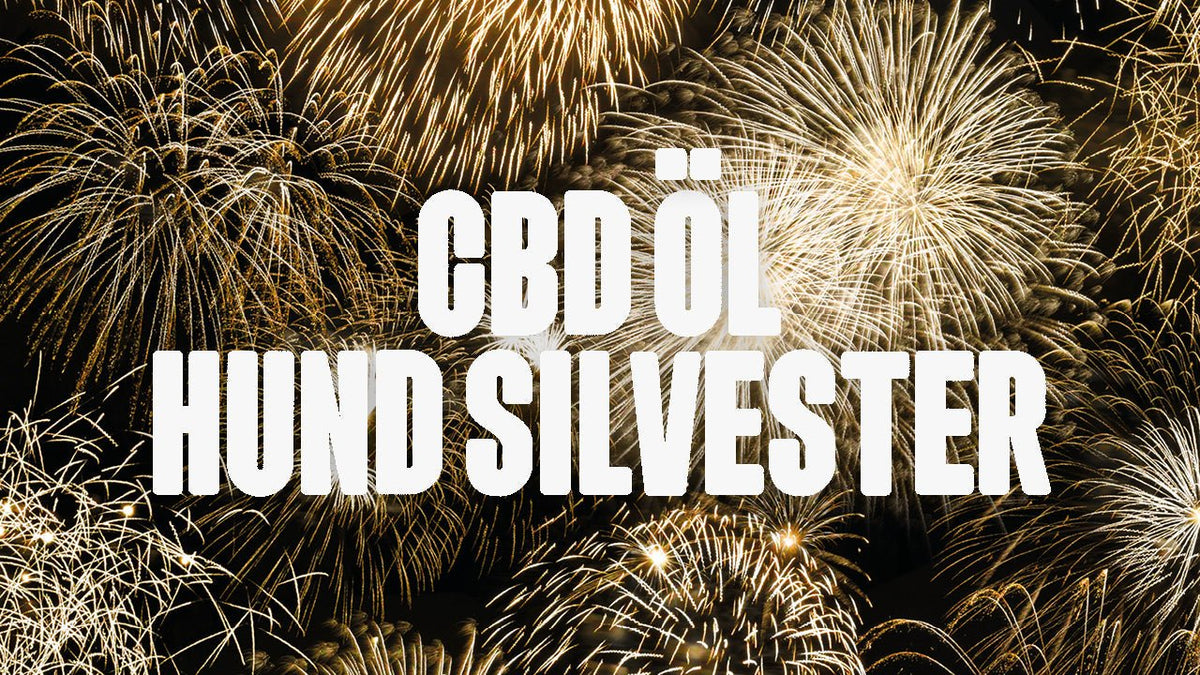 CBD Öl Hund Silvester - Happy420.de