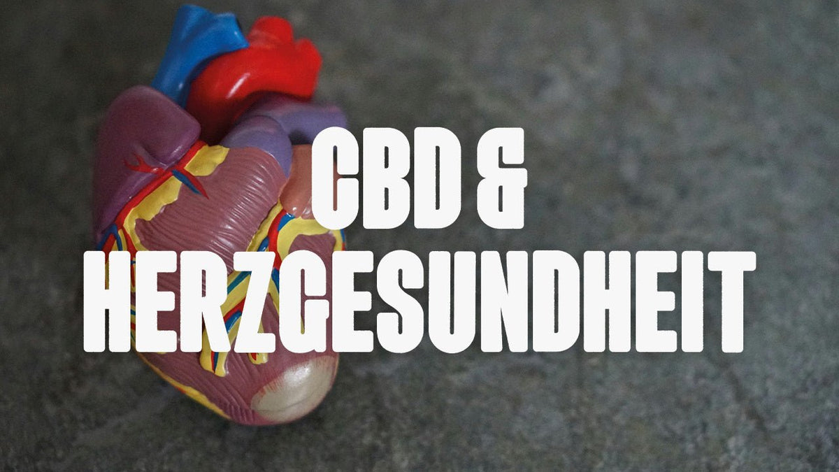 CBD und Herzgesundheit - Happy420.de