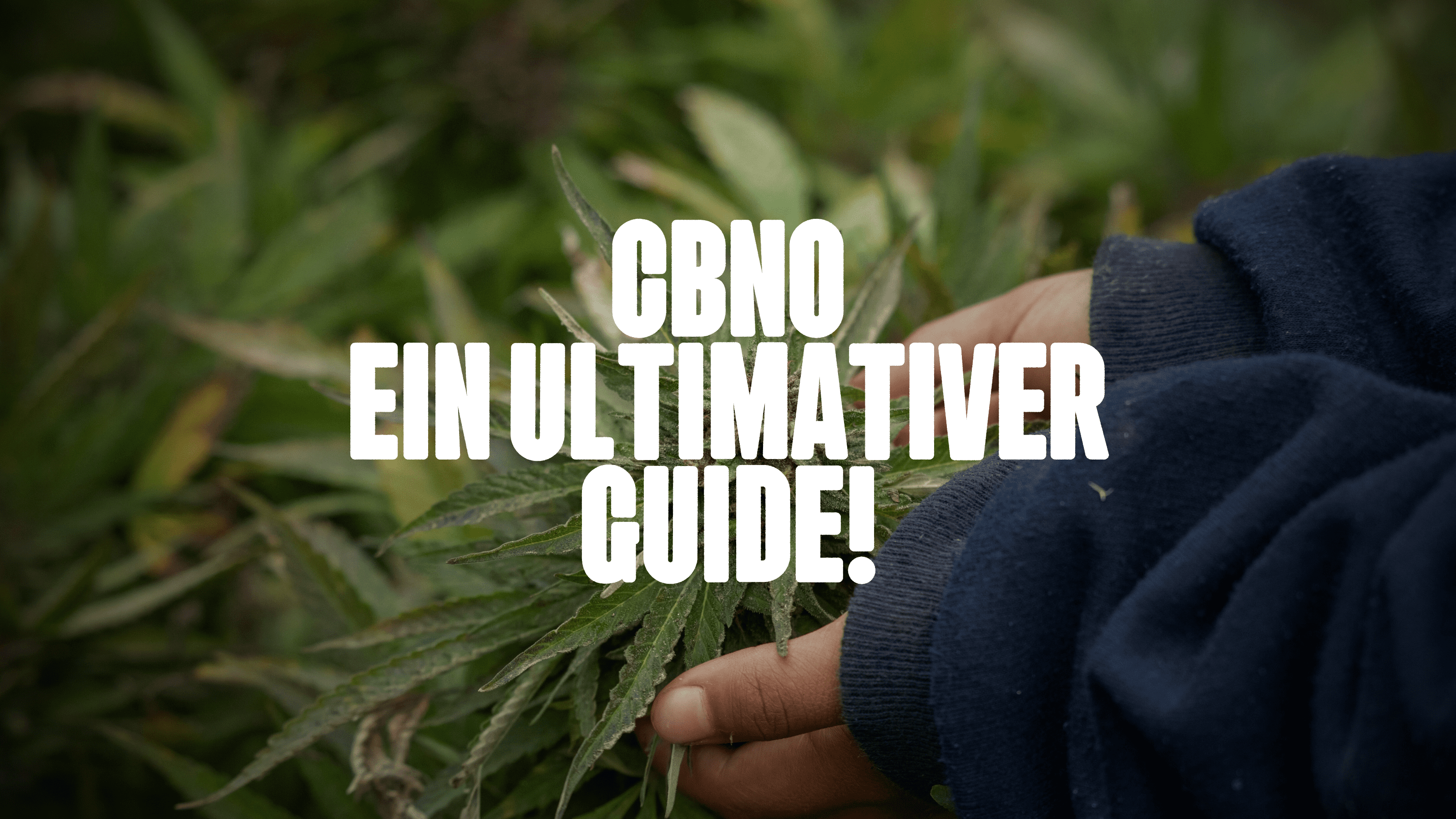 CBNO - ein ultimativer Guide!
