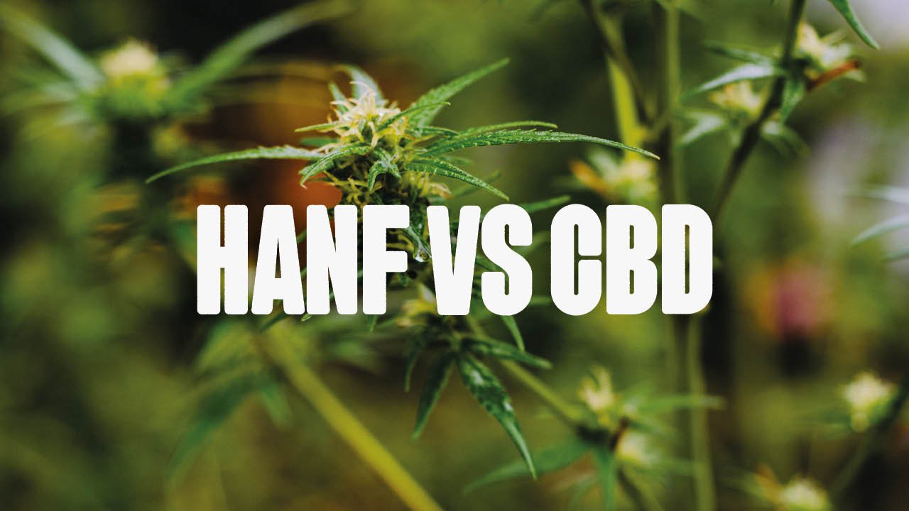 Der Unterschied zwischen Hanf und CBD: Ein ausführlicher Blick - Happy420.de