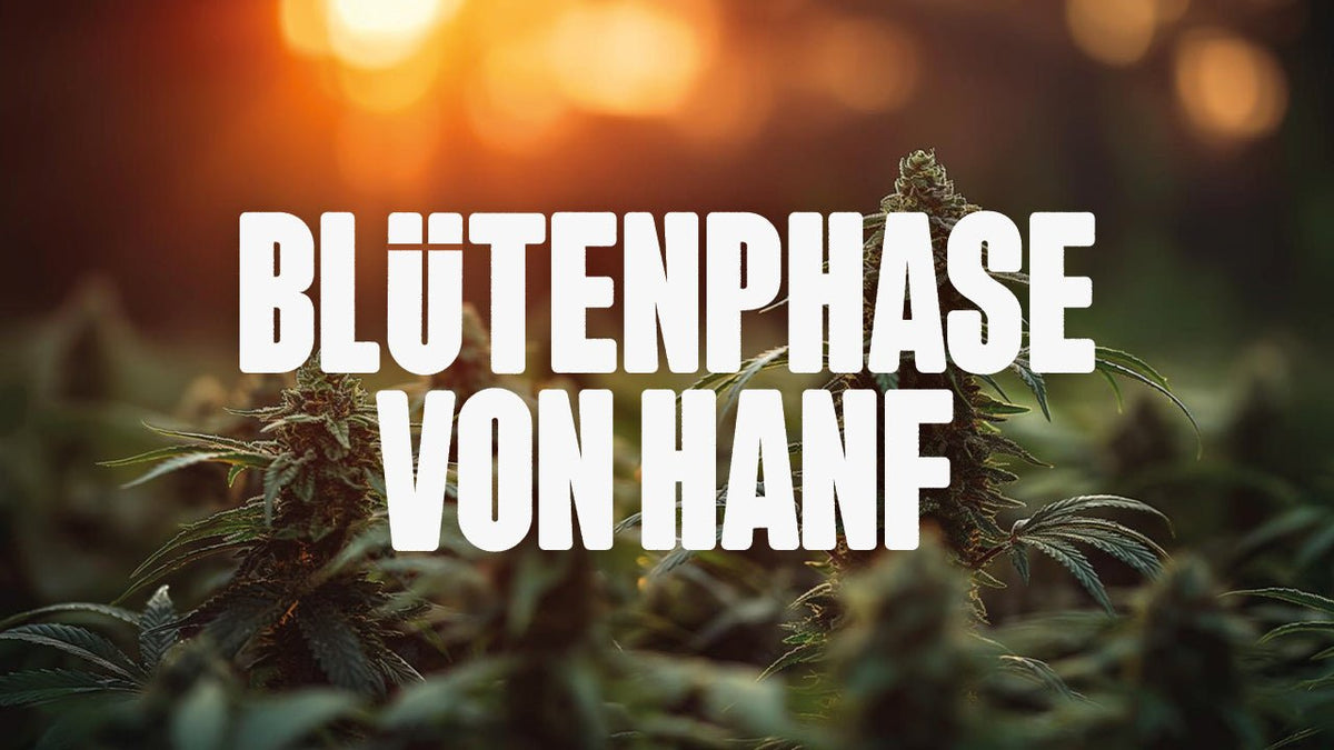 Die Blütephase von Hanf – Alles, was du wissen musst - Happy420.de