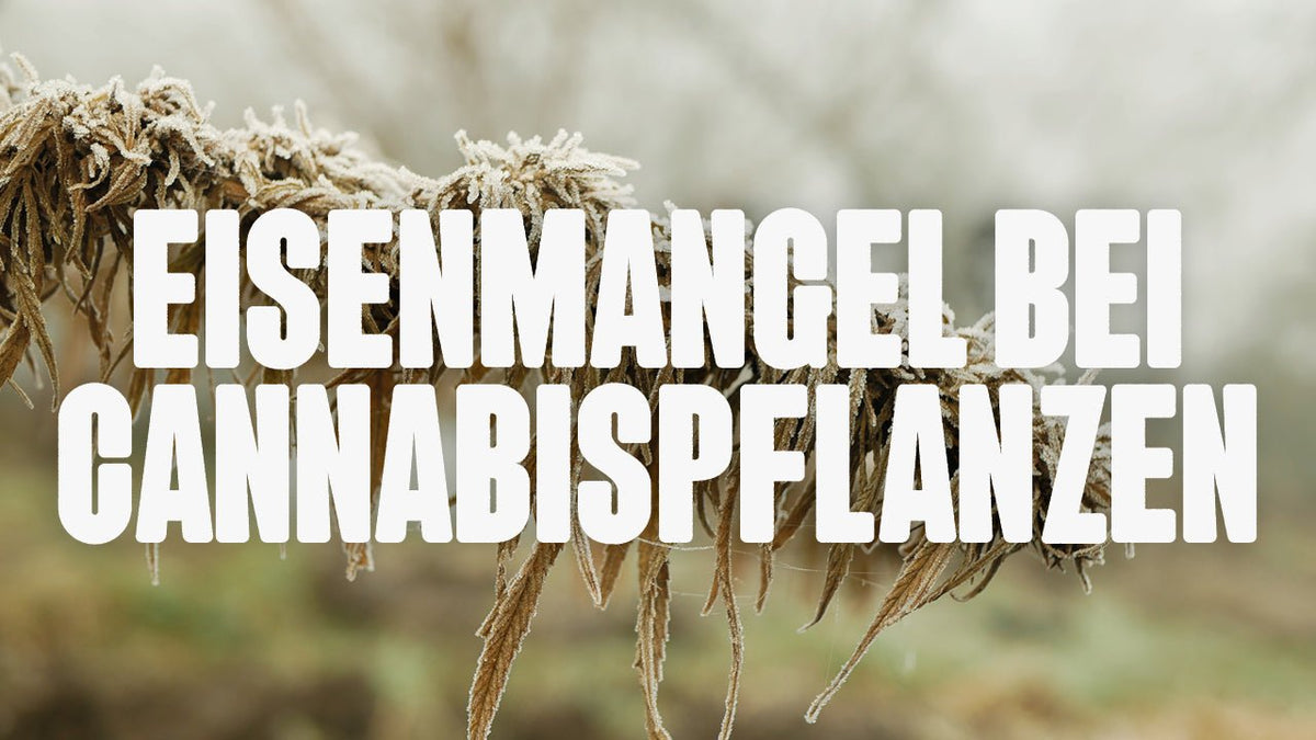 Eisenmangel bei Cannabis erkennen und richtig behandeln - Happy420.de
