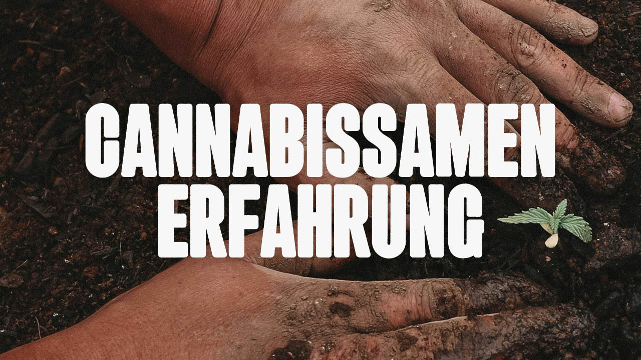 Experiment Cannabissamen selbst anbauen - Happy420.de