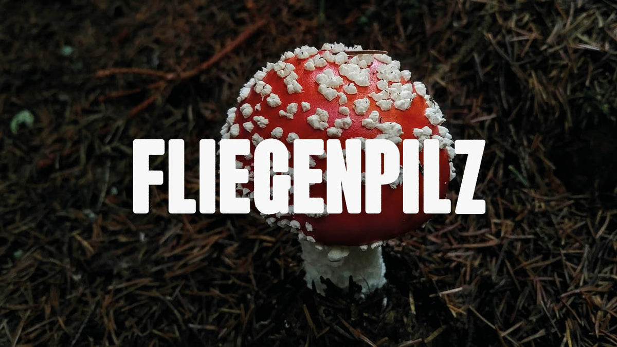 Fliegenpilz: Mehr als nur ein Märchenpilz - Happy420.de