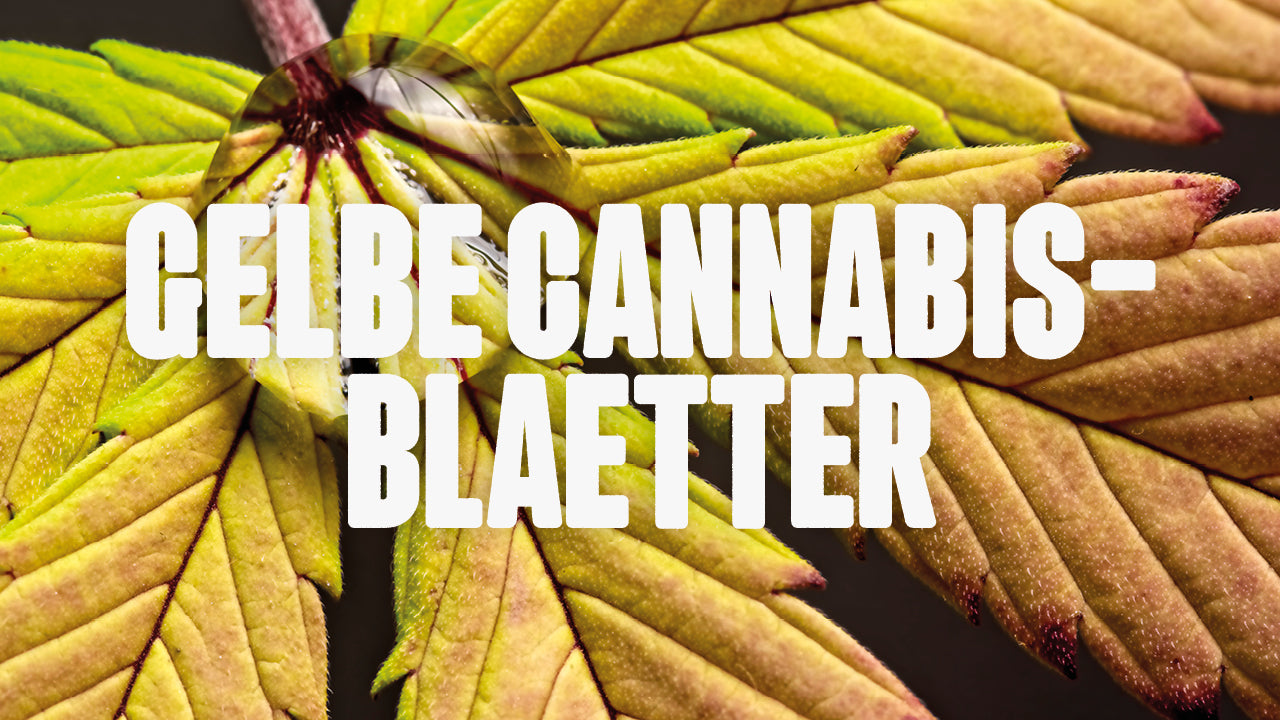 Gelbe Cannabisblätter