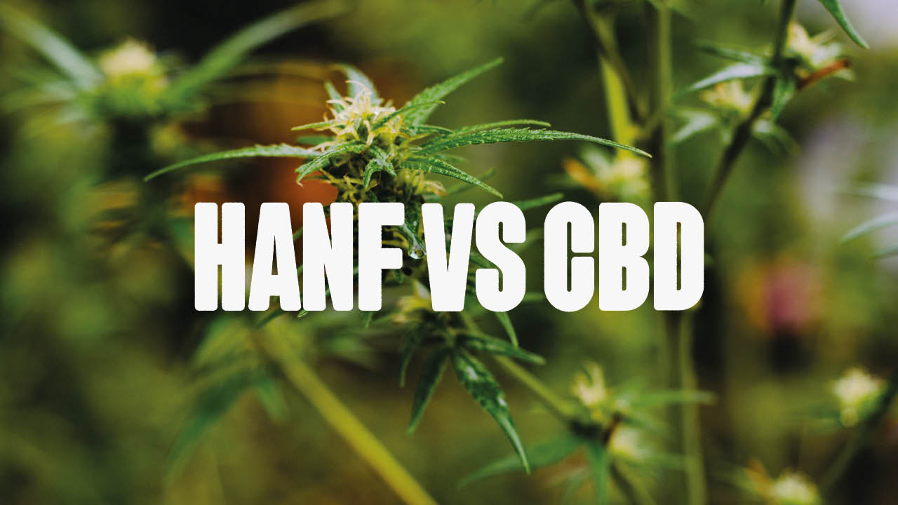 Hanf vs CBD