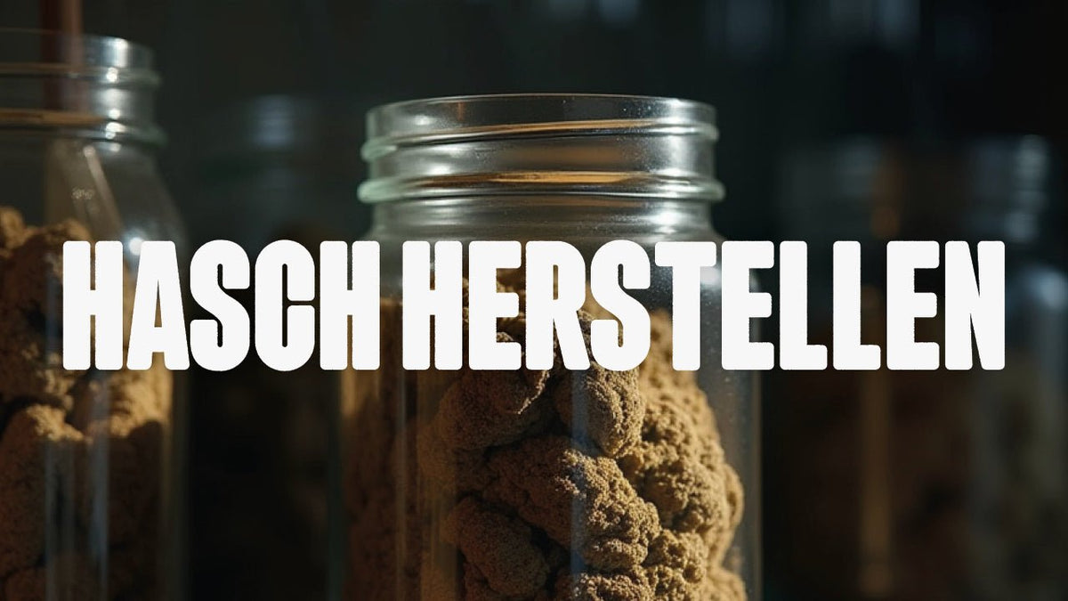 Hash herstellen: So geht’s Schritt für Schritt - Happy420.de