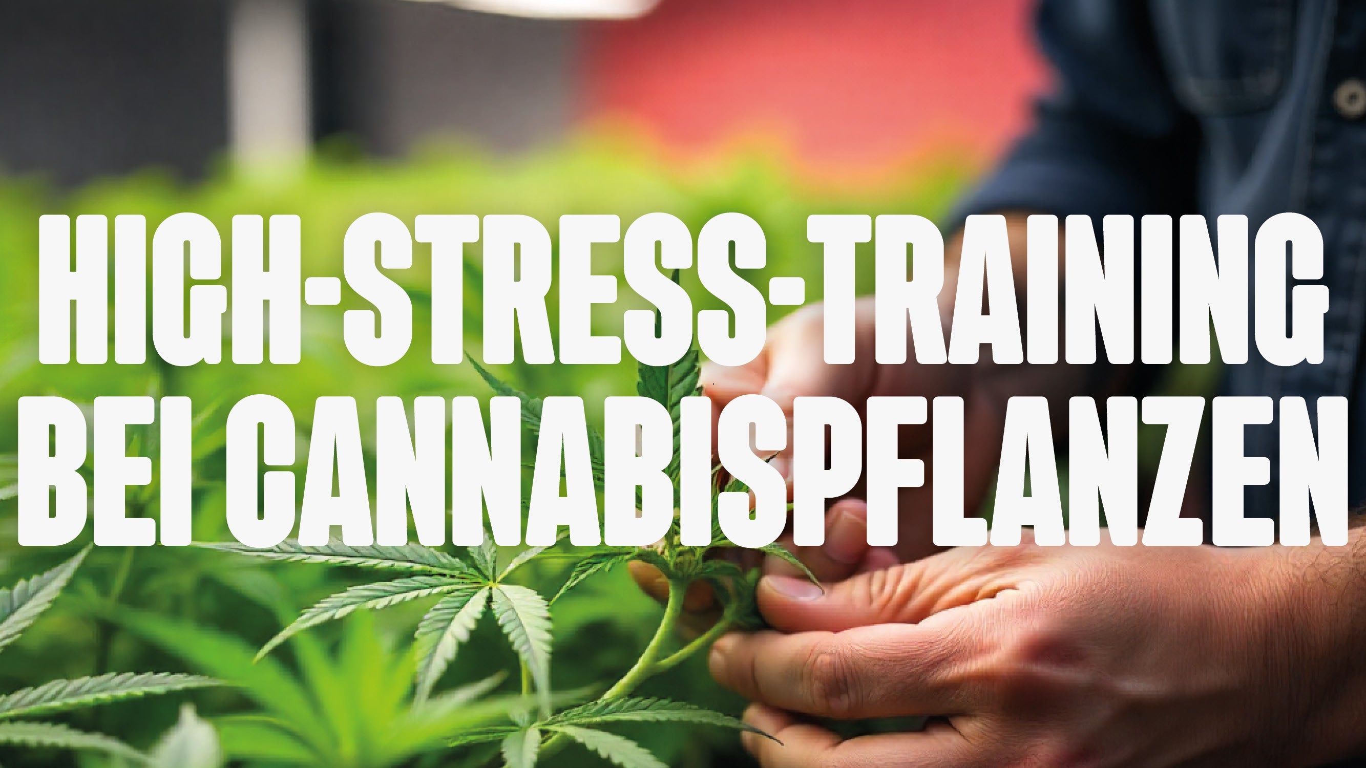 High-Stress-Training