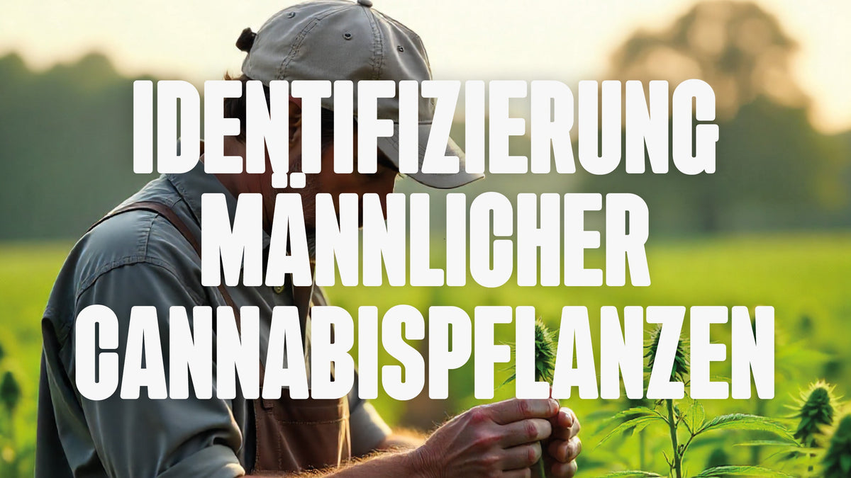 Männliche Cannabispflanzen