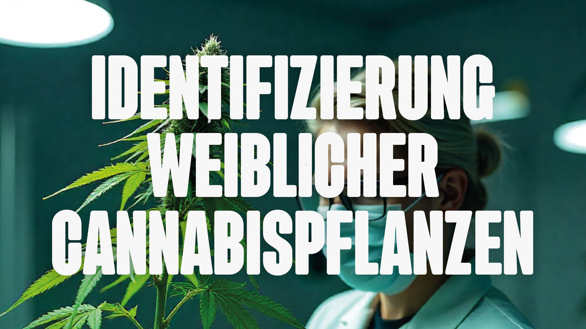 weibliche Cannabispflanzen