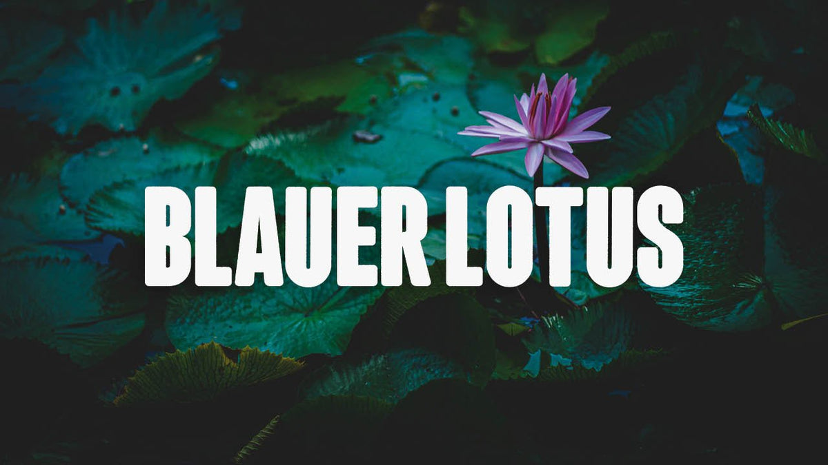 Blauer Lotos, Blauer Lotus (Nymphaea caerulea), Bluete Egyptian lotus, blue  lotus of the nile, blue