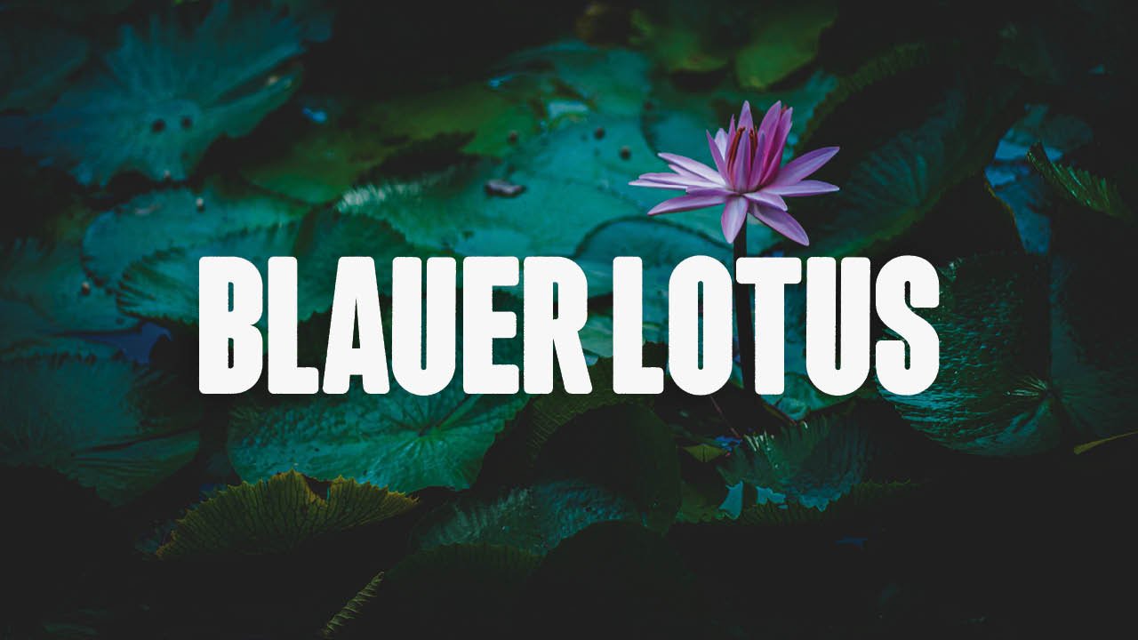 Blauer Lotus: Alles über Herkunft, Verwendung und Wirkung - Happy420.de