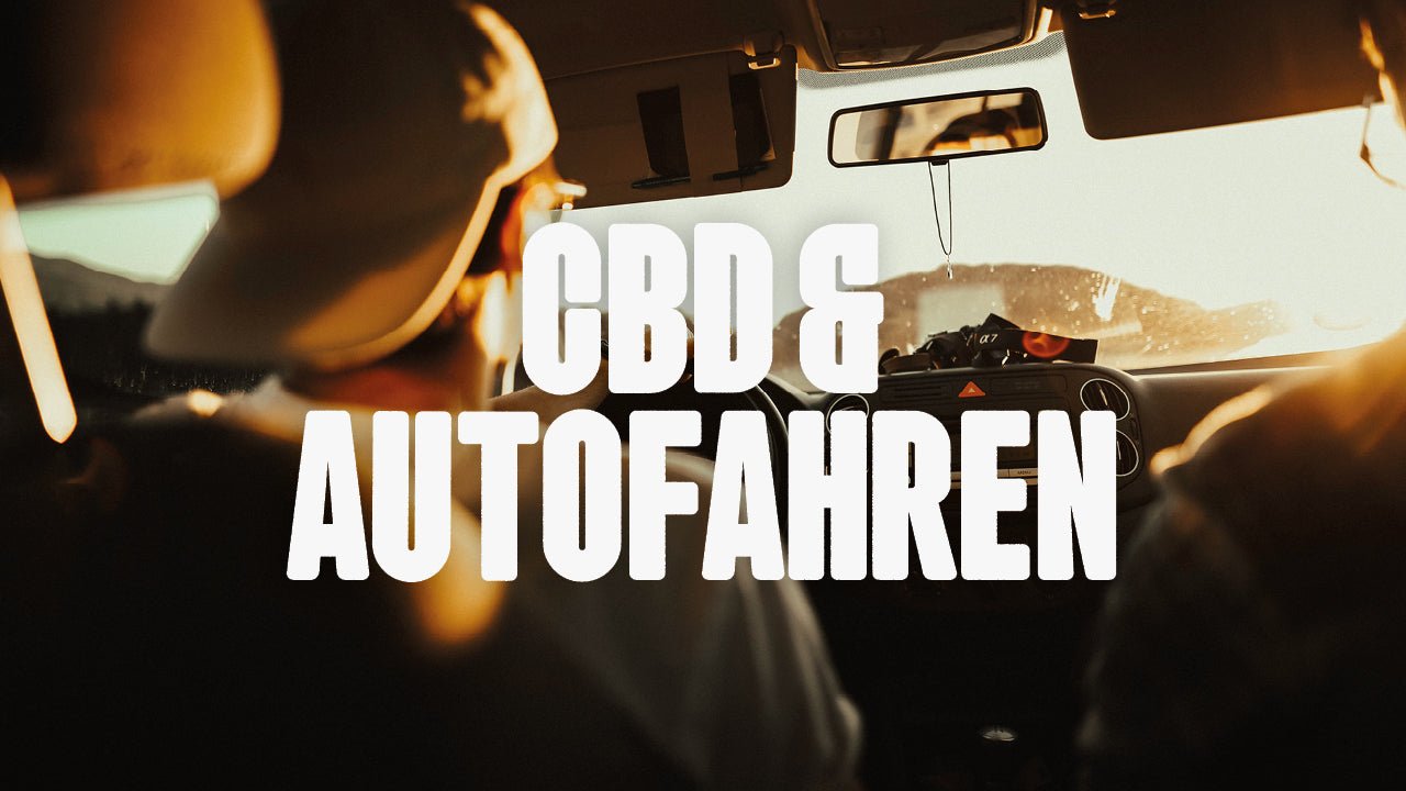 CBD und Autofahren: Alles, was du wissen musst - Happy420.de